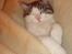 Huskat George Clooney - En rigtig lille puttetrold.
