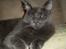 Maine Coon Buller R.I.P mors baby