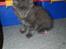 Maine Coon Buller R.I.P mors baby