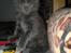 Maine Coon Buller R.I.P mors baby
