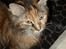 Maine Coon Duchess R.I.P min skat