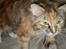 Maine Coon Duchess R.I.P min skat