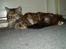 Maine Coon Duchess R.I.P min skat