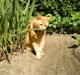 Blanding af racer Garfield (kaldes Gaffe)