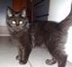 Maine Coon Liva *EFTERLYSES*