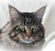 Maine Coon EkiriCoon´s Calypso