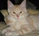 Maine Coon Simba