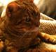 Bengal Han Solo