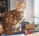 Bengal Katja
