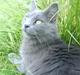 Maine Coon Tikki