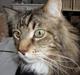 Maine Coon Aslan