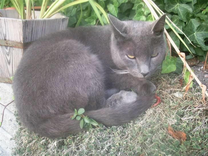 Blanding af racer Speedy billede 10