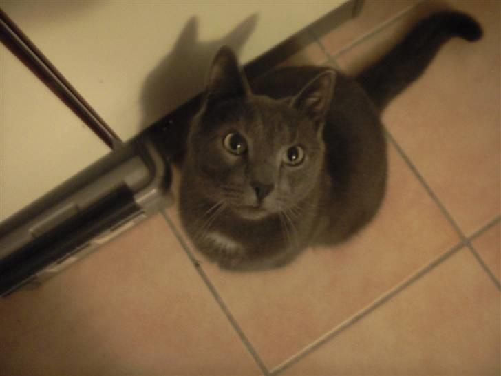 Blanding af racer Speedy billede 11