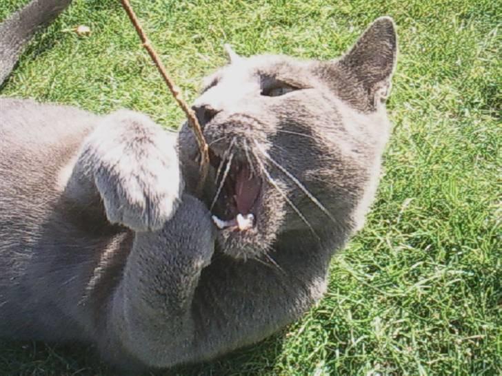 Blanding af racer Speedy billede 13