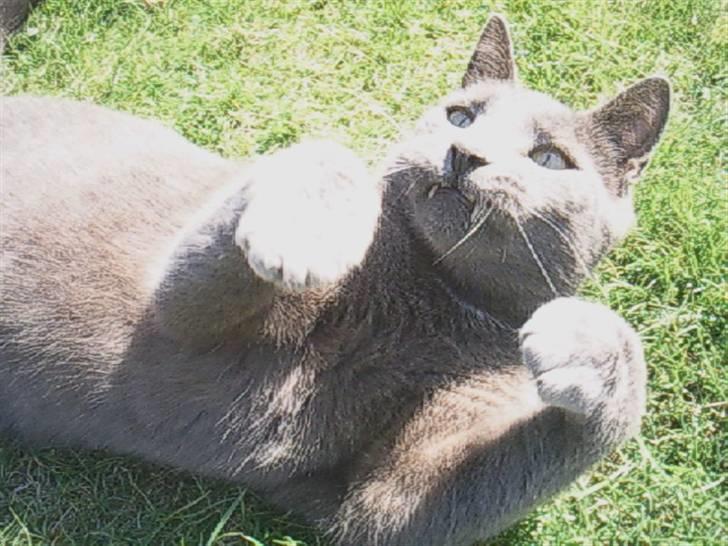 Blanding af racer Speedy billede 14