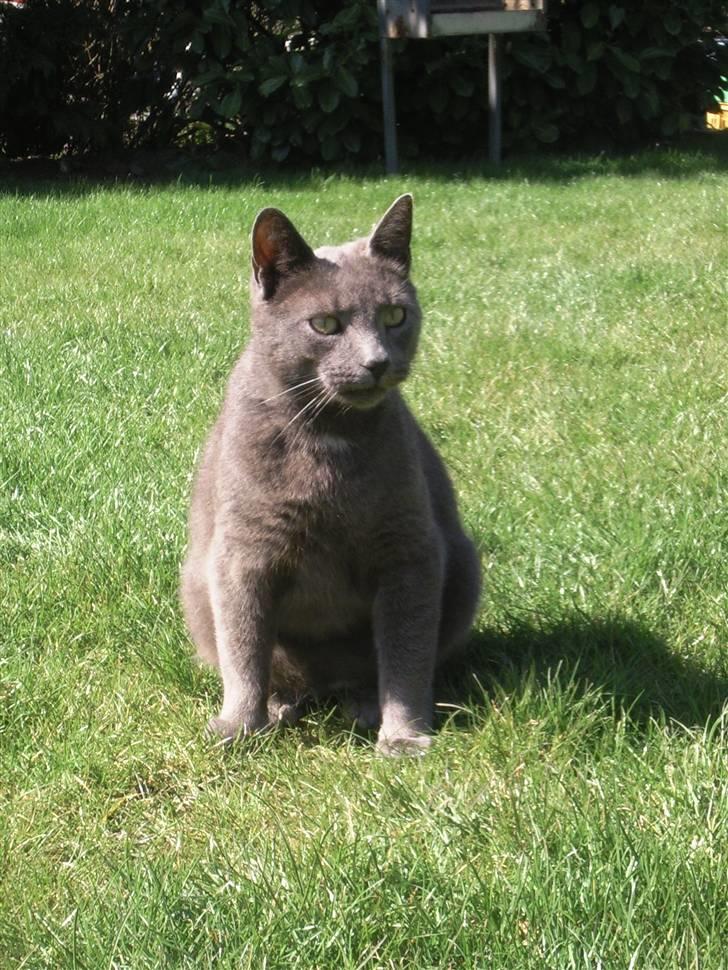 Blanding af racer Speedy billede 15