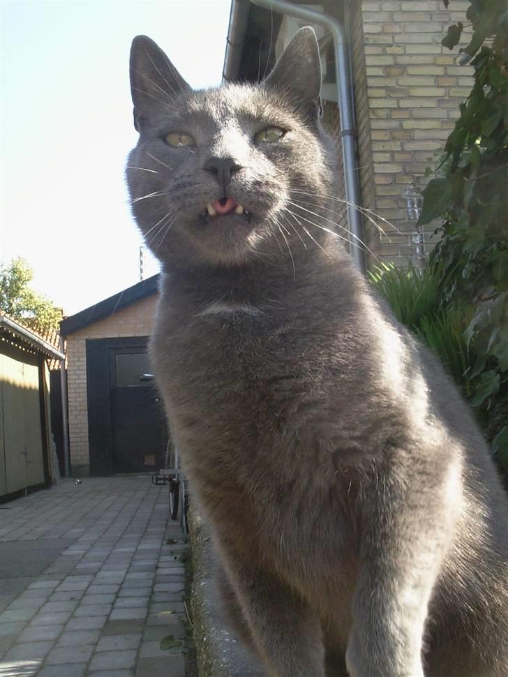 Blanding af racer Speedy billede 19