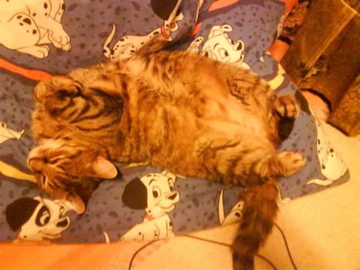 Blanding af racer Miv RIP - Ligger lige og slapper af på dynen,, xD billede 11