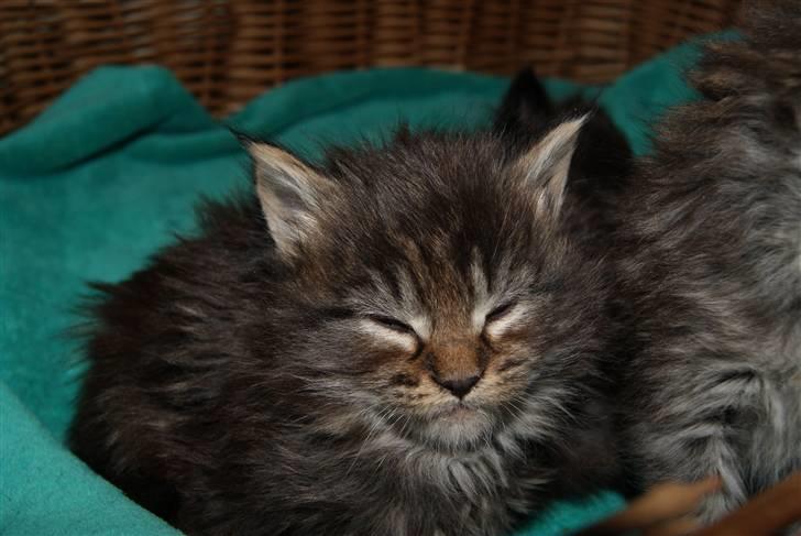 Maine Coon Princess Leia - Princess Leia billede 1