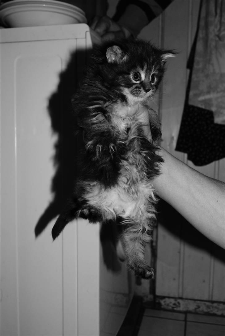 Maine Coon Princess Leia - Min nye killing på 5 uger. billede 2