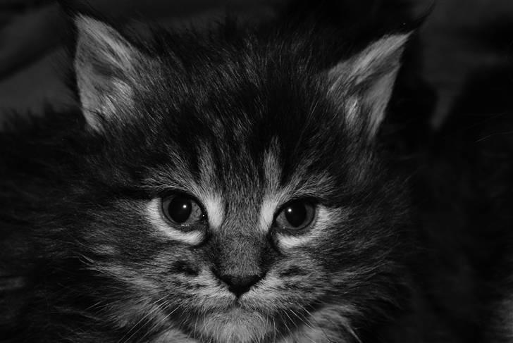 Maine Coon Princess Leia - Smukke Leia billede 4