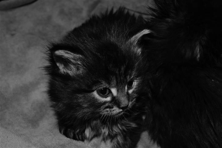 Maine Coon Princess Leia - Leia 5 uger. billede 5