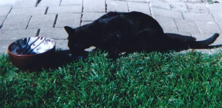 Huskat Buster Origon Mortensen billede 2