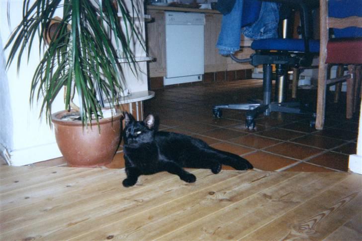 Huskat Buster Origon Mortensen billede 7