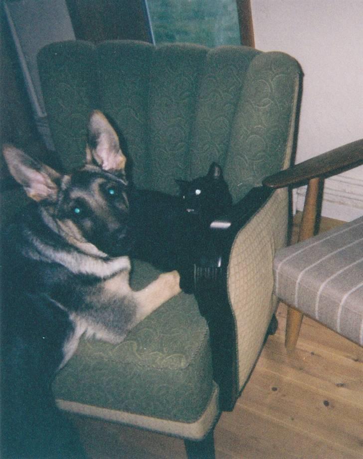 Huskat Buster Origon Mortensen billede 13