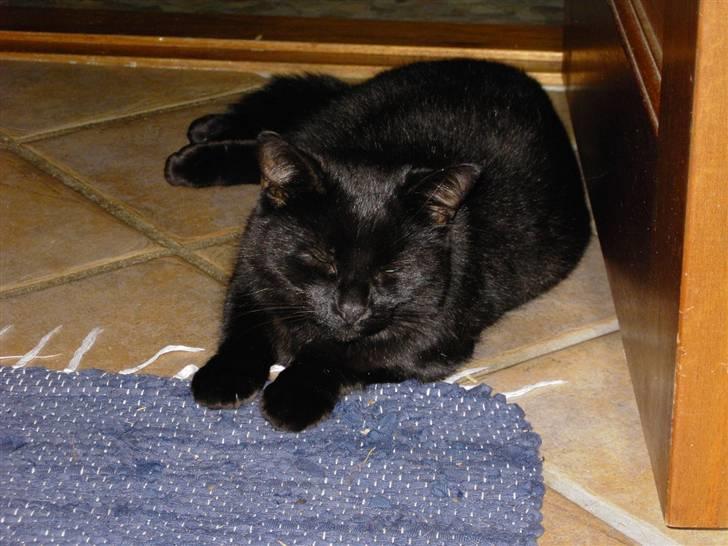 Huskat Snus billede 1