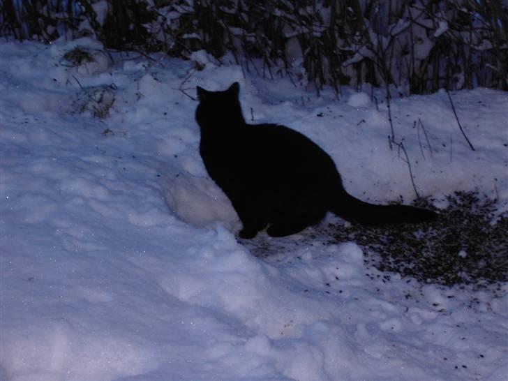 Huskat Snus billede 2