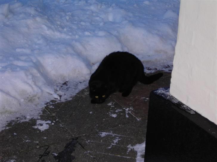 Huskat Snus billede 3