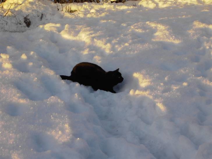 Huskat Snus billede 4