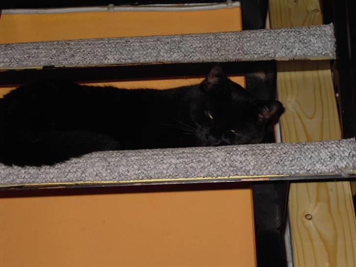 Huskat Snus billede 5