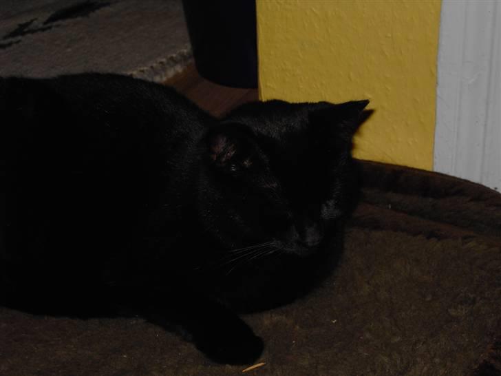 Huskat Snus billede 6