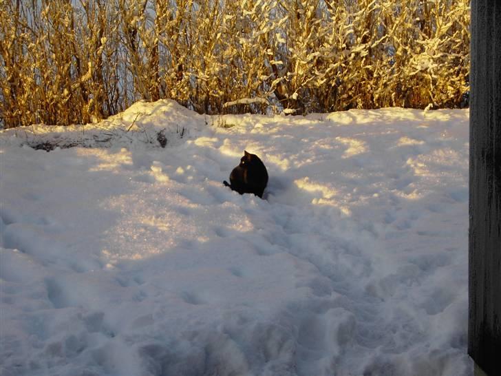 Huskat Snus billede 8