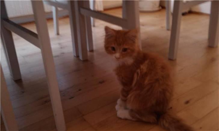 Maine Coon Purp billede 5