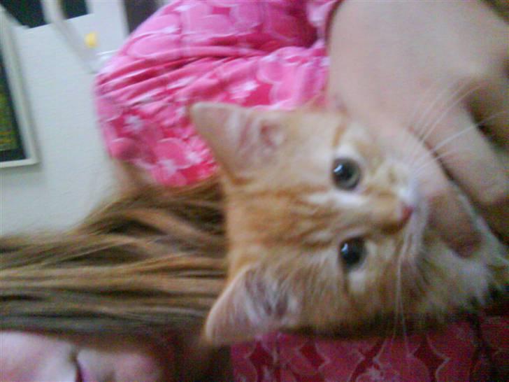 Blanding af racer zeus billede 15