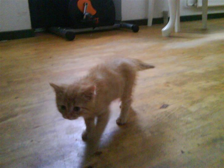 Blanding af racer zeus billede 16