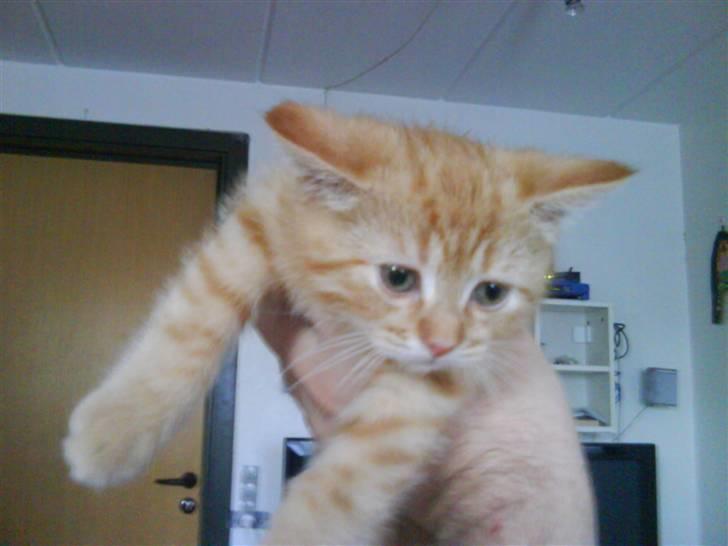 Blanding af racer zeus billede 17