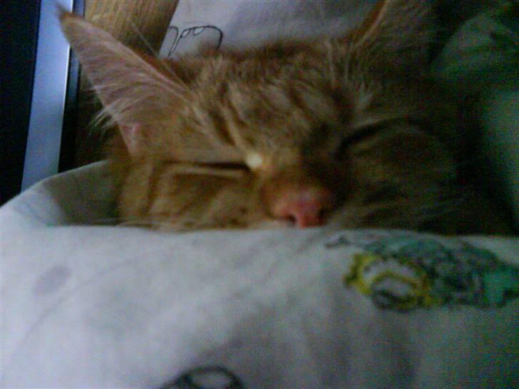 Blanding af racer zeus billede 18