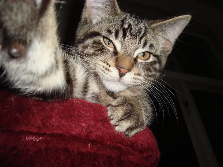 Blanding af racer Fenris billede 1