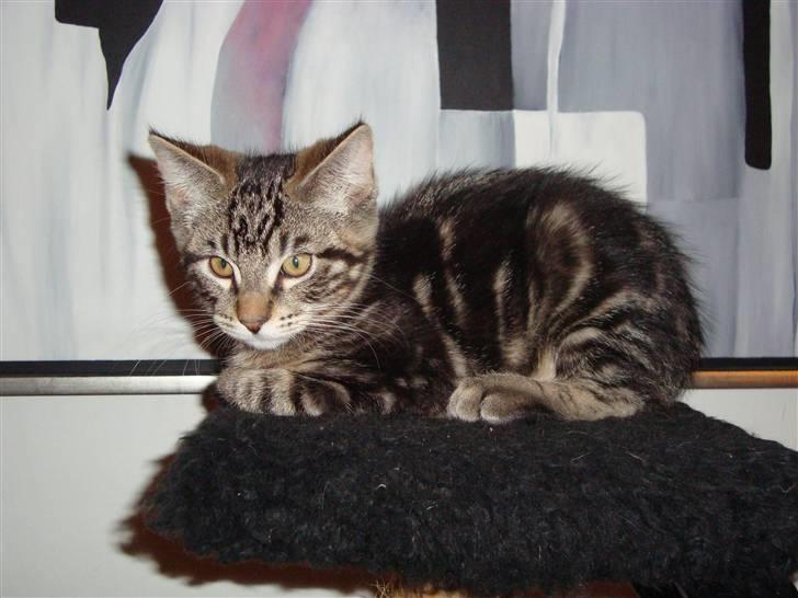 Blanding af racer Fenris billede 2