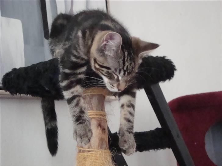 Blanding af racer Fenris billede 3