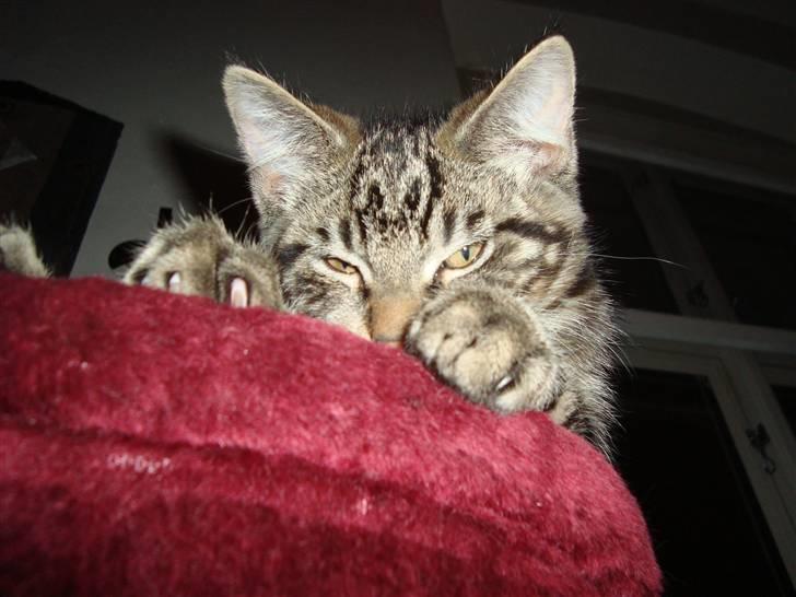 Blanding af racer Fenris billede 4