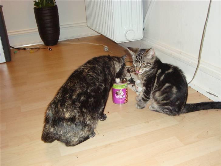 Blanding af racer Fenris billede 5