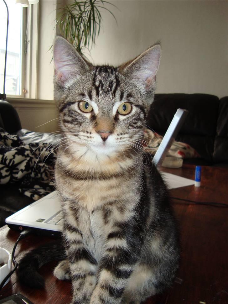 Blanding af racer Fenris billede 6