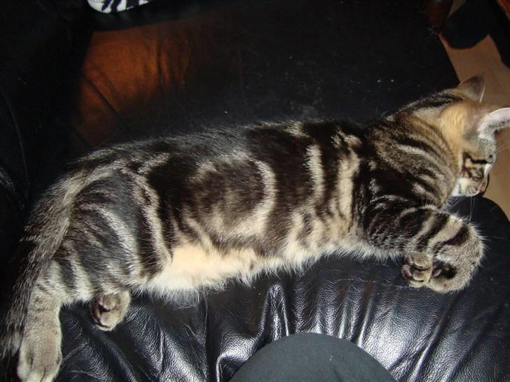 Blanding af racer Fenris billede 7