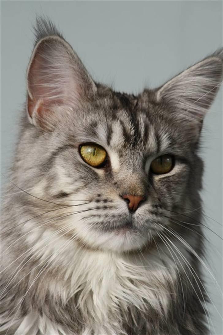 Maine Coon Gugger's Usher - <3 <3 USHER <3 <3 billede 1