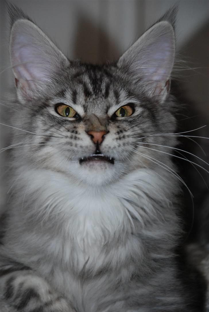 Maine Coon Gugger's Usher - Usher prøvet at smile.....  Bedre kunne han altså ikke gøre....  ;-) hihi** billede 2